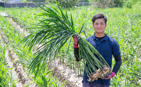 【高知県産】黄金しょうが 4kg ショウガ 生姜 野菜 特産品