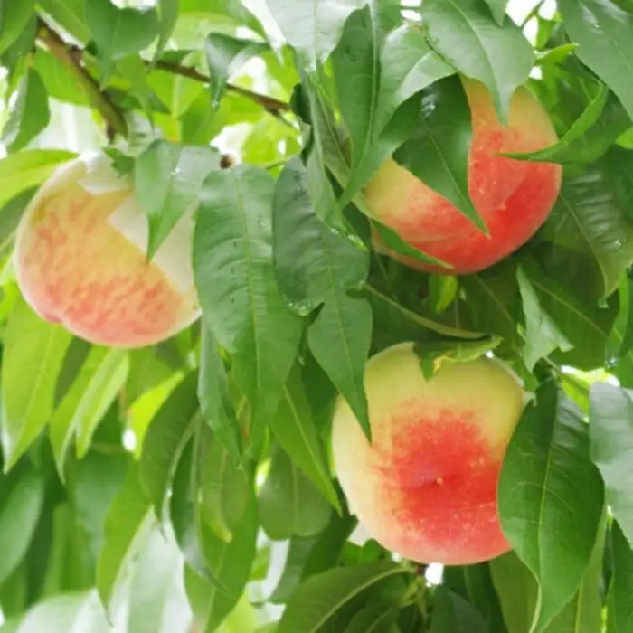 ［農園直送］朝採れ和歌山の桃　約2kg・秀品★2026年6月下旬～8月中旬頃順次発送★［TM167］桃 モモ 和歌山県産