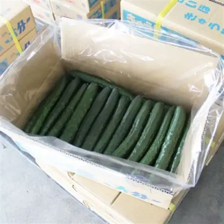 大分県日出町産「白いぼきゅうり」5kg(40～50本入り)_野菜   _【1304915】