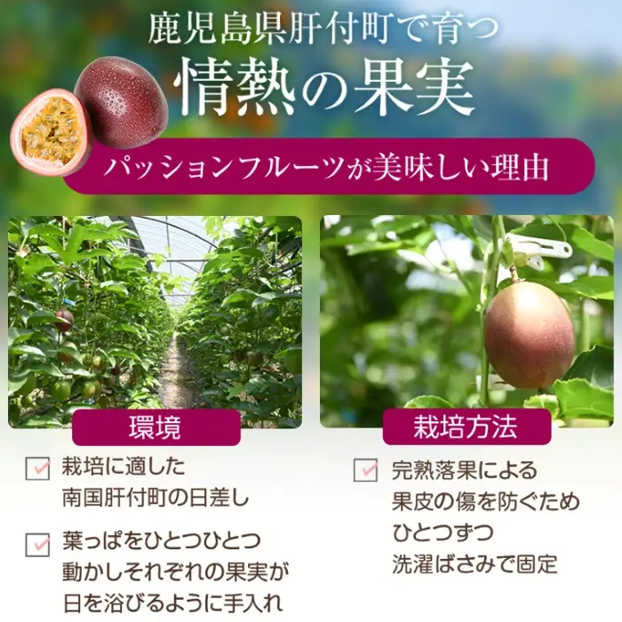 【A52003】＜先行予約受付中！2026年6月下旬より準備が整い次第順次発送＞《数量限定》前村さんちのパッションフルーツ(約2.2kg・12玉入り2箱)フルーツ 果物 果実 鹿児島 国産 ビタミン 産地直送 ギフト プレゼント【前村果樹園】