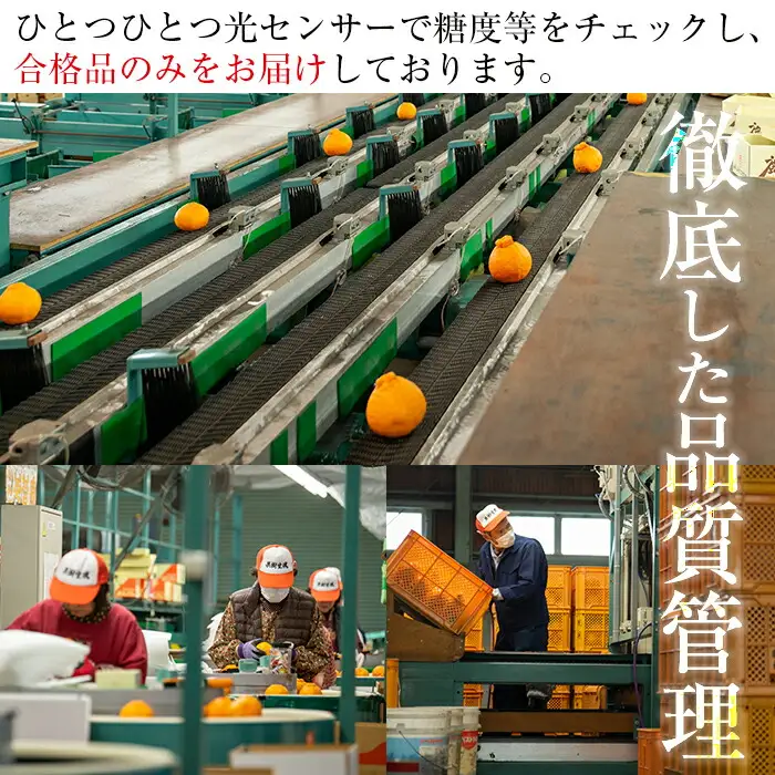 【先行予約！】みかん 約2.4kg（化粧箱入ハウス みかん 25玉・30玉・36玉）【00-039-01】