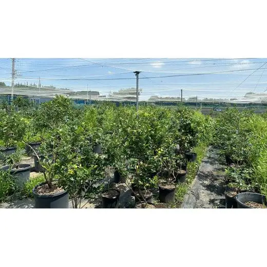 ≪先行予約≫  朝採れ 完熟 ブルーベリー 1,050g （ 350g × 3パック ）【 2026年 6月上旬頃より発送開始 】