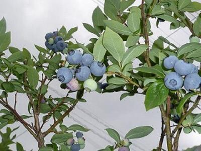 果物 ＜生産者直送＞新鮮朝取り生ブルーベリー1.5kg ｜ ブルーベリー 果物 フルーツ