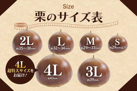 アカツファームの生栗 超特大 4Lサイズ 1kg GA-004