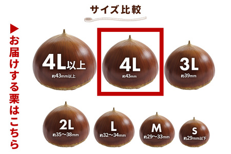 アカツファームの生栗 超特大 4Lサイズ 2kg GA-005