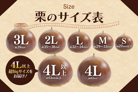 アカツファームの生栗 超特大 メガマロン 4Lサイズ以上 2kg GA-007
