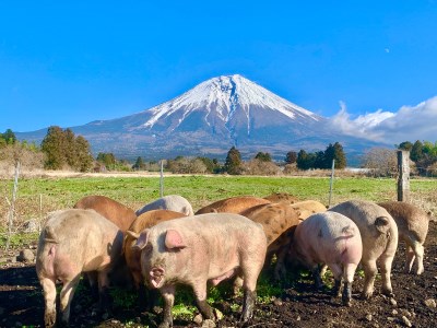 0010-68-01　朝霧高原放牧豚　しゃぶしゃぶセット