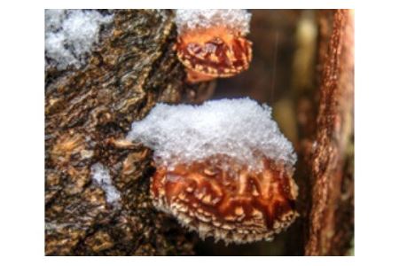 歯ごたえと旨みが格別！花巻産 純情乾しいたけ どんこ 使い切りセット 【665】