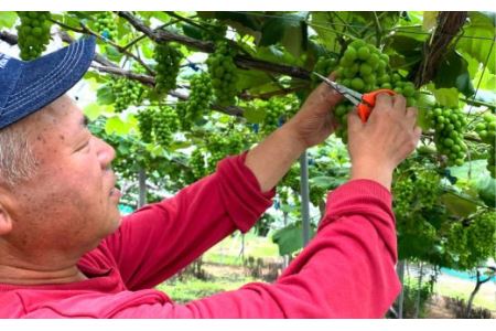 ＜予約受付＞完熟スチューベン100％ おおはさま ぶどうジュース 1L×2本セット 【708】