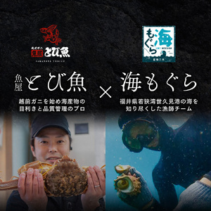 期間限定 剣先イカ 3～6杯 セット 詰め合わせ スミ抜き 冷凍 白イカ イカ 烏賊 いか 魚介 魚介類 海鮮 海鮮セット 限定 福井 福井県 若狭町