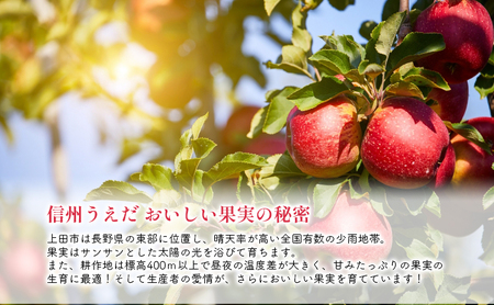訳あり りんご JA信州うえだ 合戦りんご シナノスイート 約10kg リンゴ 林檎 果物 くだもの フルーツ 信州 長野 離乳食 訳アリ わけあり 傷