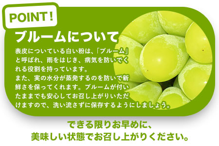 シャインマスカット 約1kg （1房～3房） フルーツ 果物 新鮮 《8月上旬-9月下旬頃出荷》熊本県 荒尾市産 目野果実直売所 美味しいシャインマスカット 旬のシャインマスカット ジューシーシャインマスカット フルーツシャインマスカット