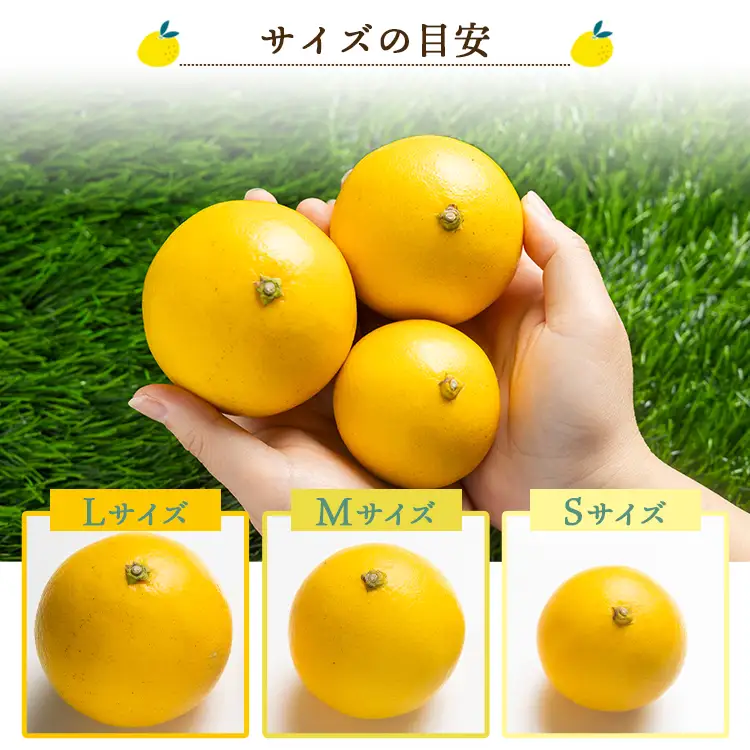 【2027年出荷分】 訳あり 小夏 (日向夏) 小夏 5kg 4月中旬発送開始 kd-0030