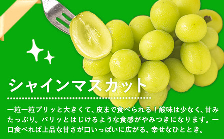 訳あり ニューピオーネ シャインマスカット 詰合せ 約1.2kg