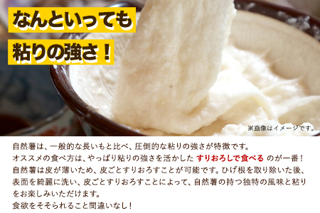 自然薯 セット
