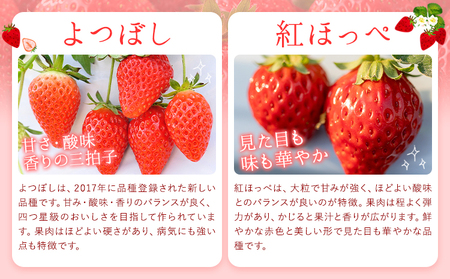 【先行予約】やかげのいちごギフトセット