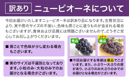 訳あり ニューピオーネ 約1.2kg
