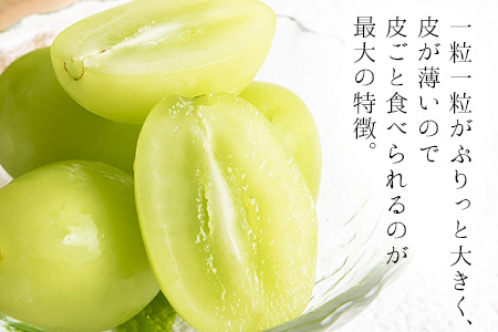 秀品 シャインマスカット約1.2kg 