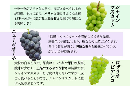 先行予約 旬のぶどう詰め合わせセット 約2kg