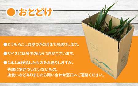【先行受付2026年発送】野菜ソムリエサミット金賞受賞！東御市産とうもろこし（ゴールドラッシュ）約3.2kg（7～10本）｜スイートコーン ※2026年7月上旬～9月中旬頃に順次発送予定※着日指定不可