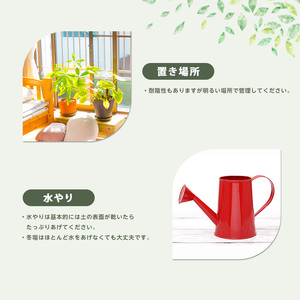 2026年3月上旬～発送【観葉植物】サンスベリア・ゼラニカ 50cm～70cm Green Base IB003-011 観葉植物 ※北海道・沖縄・離島配送不可