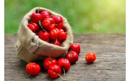 アセロラ100 ストレート100%ジュース(500ml×24本)