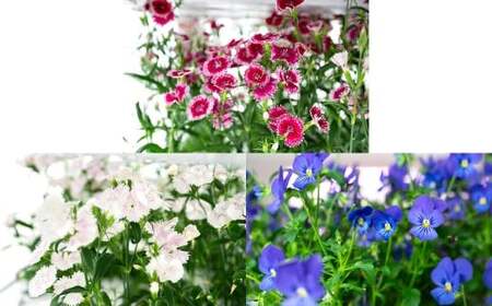 押し花MIX（20輪入り）3パックセット【食べられるお花 栽培期間中 農薬不使用】
