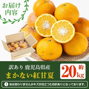 ＜先行予約受付中！2027年3月上旬以降順次発送予定＞ 訳あり！鹿児島県産まかない紅甘夏(約20kg) 国産 鹿児島産 柑橘 訳アリ 果物 フルーツ 旬 常温保存 紅甘夏 ベニアマナツ 数量限定 期間限定 規格外 デザート 阿久根市産【三笠農業生産】akn051-05
