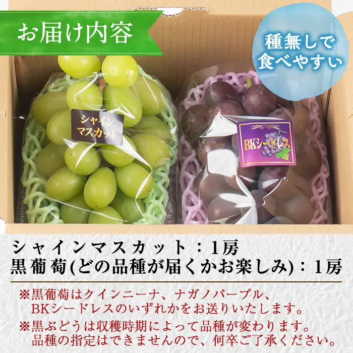 ≪先行予約受付中！2026年8月中旬以降順次発送≫  シャインマスカット・黒ぶどうセット(計2房・約900g) 国産 鹿児島産 シャインマスカット マスカット 葡萄 ぶどう ブドウ クインニーナ ナガノパープル BKシードレス 果物 くだもの フルーツ 旬【大倉野 隆】_y377