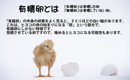 奄美大島の平飼い有精卵　40個入り 鹿児島県 奄美群島 奄美大島 龍郷町 国産 奄美産 たまご 卵 エッグ 有精卵 平飼い お取り寄せ