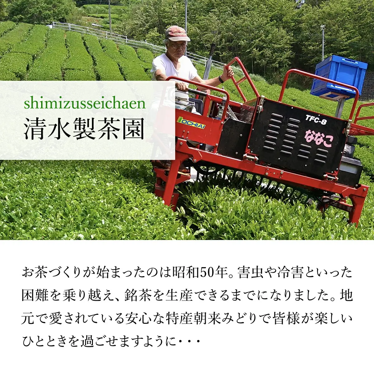 お茶 清水製茶園の朝来みどりお茶セットB