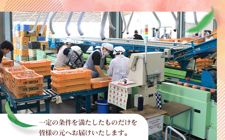 もも【あかつき・2026年産】特秀1.5kg「献上桃の郷ブランド品」桑折町産　JAふくしま未来　桃 ／ もも モモ 果物 フルーツ 旬 甘い 甘み ジューシー 果肉 果汁 新鮮 フレッシュ デザート おいしい 産地直送 桑折 こおり こおりまち 福島県 特産品 No.136