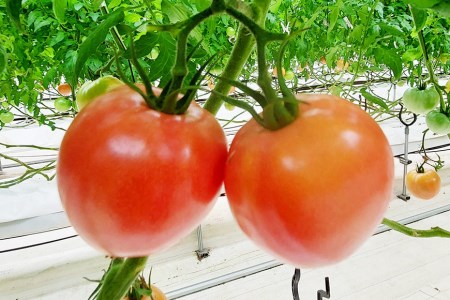 無添加 ドライトマト 中玉 計20g 国産 トマト [モアショップヤマモト 石川県 宝達志水町 38600540]