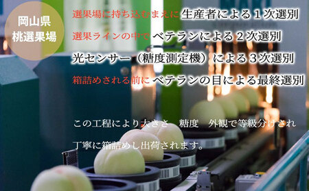 桃 2026年 先行予約 岡山 白桃 ロイヤル 3玉×約250g（2Lサイズ） JA おかやま のもも（早生種・中生種） もも モモ 岡山県産 国産 フルーツ 果物 ギフト 甘い 美味しい 産地直送 贈り物 高糖度 