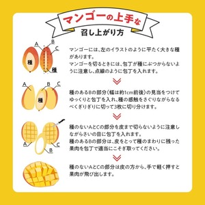 【2026年6月以降お届け】くるめで育った完熟マンゴー（2個：約0.9～1kg）_先行予約 贈答用 完熟マンゴー 2個 約 0.9kg ～ 1kg 久留米産 完熟 マンゴー 国産 とろける 甘さ フルーツ トロピカルフルーツ 果物 デザート 冷蔵 クール便 倉重農園 お取り寄せ お取り寄せフルーツ 福岡県 久留米市 送料無料 〔Fm014〕