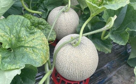 【令和8年産】メロン 1.6kg～1.99kg 2玉 北海道 上富良野産 最上等級 秀品 赤肉メロン  糖度14度以上 糖度14 セット めろん 果物 フルーツ デザート くだもの 旬の果物 旬のフルーツ 北海道 富良野 上富良野町