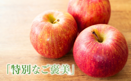 【2026年先行予約】りんご サンふじ 家庭用 訳あり 約10kg ＜中島農園＞|りんご
