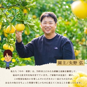 【日本ギフト大賞2024受賞】先行予約 園主こだわり土佐文旦 大玉 10kg（3L〜2L） 2027年1月下旬より順次発送 家庭用 ぶんたん ブンタン 柑橘 フルーツ 果【やの一果彩】[BQAC003]