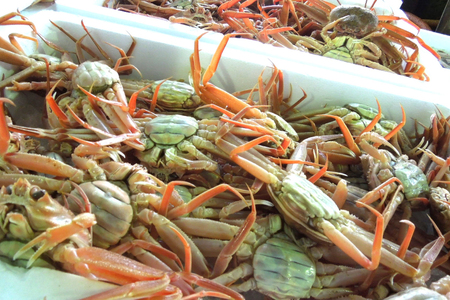 【期間限定発送】【能登半島 漁協直送！】ボイル済 香箱ガニ 10尾[JF西海 石川県 志賀町 AM4228]