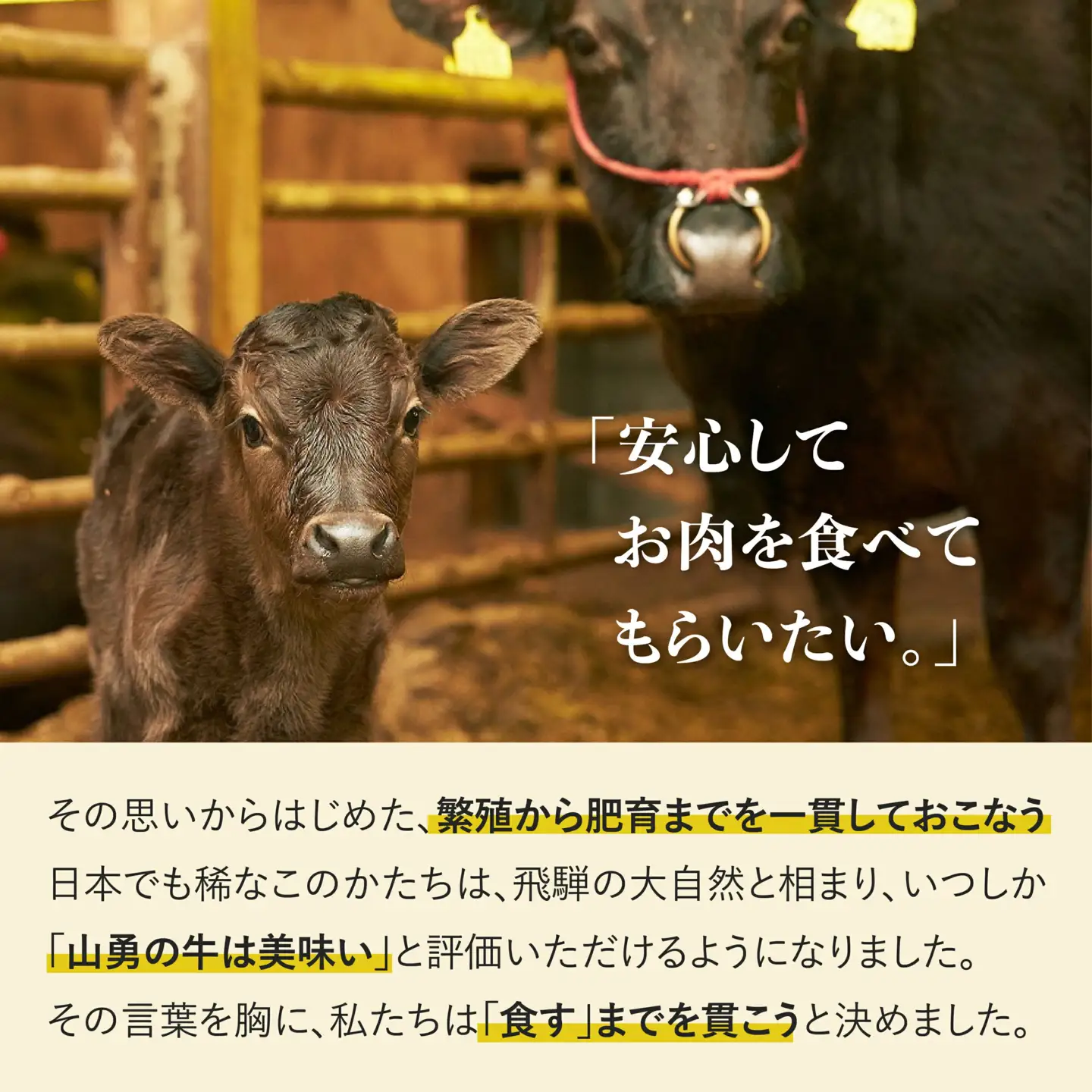 熟成めす 飛騨牛 山勇牛 煮込み用 カレー シチュー 角煮 500g 飛騨牛 カレー シチュー 角煮［B0061chFZ］