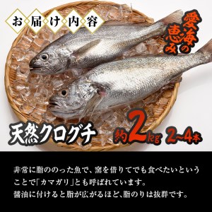 天然 クログチ (約2kg・計2-4本) 直送 産直 漁師 魚 鮮魚 天然 クログチ カマガリ 釜借 白身魚 獲れたて 刺身 煮つけ 塩焼き 冷蔵 豊後水道 鮮魚 大分県 佐伯市【CS09】【 (有)丸昌水産】