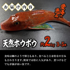 天然 ホウボウ (約2kg・計3-5本) 直送 産直 漁師 魚 鮮魚 天然 ホウボウ 魴ぼう 白身魚 獲れたて 刺身 煮つけ 塩焼き 冷蔵 豊後水道 鮮魚 大分県 佐伯市【CS10】【 (有)丸昌水産】