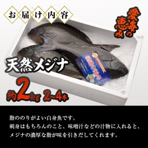 天然 メジナ (約2kg・計2-4枚) 直送 産直 漁師 魚 鮮魚 天然 メジナ グレ 寒グレ 目近魚 白身魚 獲れたて 刺身 煮つけ 塩焼き 冷蔵 豊後水道 大分県 佐伯市 愛海の恵み【CS11】【 (有)丸昌水産】
