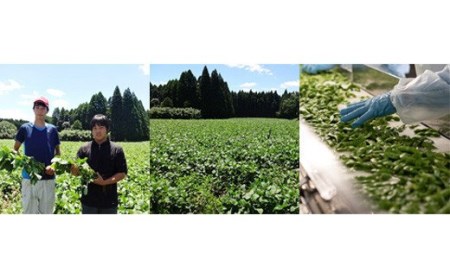 国産『冷凍えだまめ(3kg)』3kg(500g×6袋)  自社農場生産の枝豆 時短調理につながる冷凍野菜 TF0296-P00019