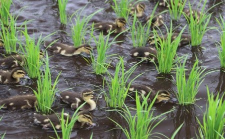 【令和7年産】無農薬栽培 合鴨米ひのひかり(玄米)5kg 高原町のお米　TF0424-P00029
