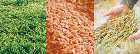 高原有田牧場直送「この華牛」切落しスライス (1kg) 赤身は旨味たっぷりでコク深い国産牛　TF0458-P00037