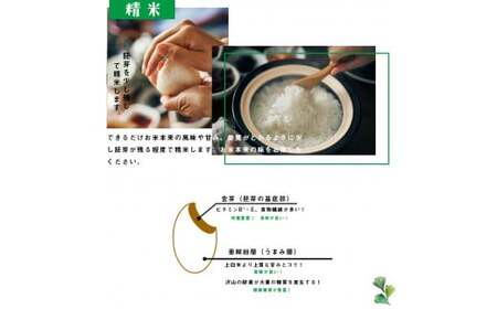 【令和7年産】森のくまさん 13kg (6.5kg×2袋) 【2025年10月上旬より順次発送開始】 ブレンド米 お米 白米 米 おすすめ 人気 ランキング