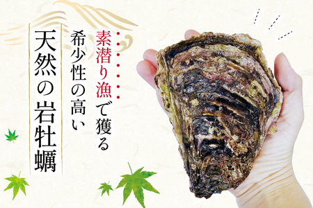 【期間限定発送】 ヨコタ礁 天然 岩牡蠣 生食用 中 8個 [望海 石川県 志賀町 BX4016]