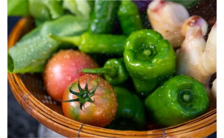越知産市の季節の野菜ミニセット　産地直送　旬野菜