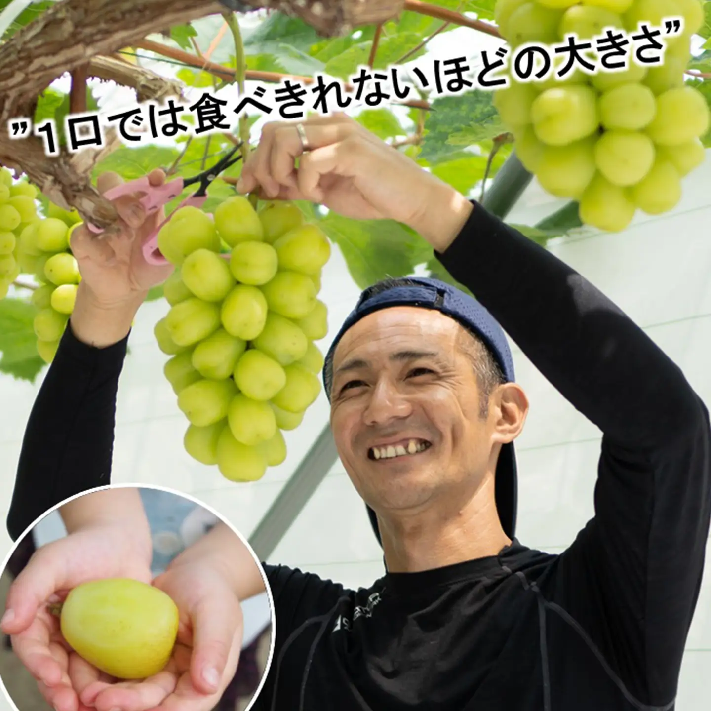 完熟朝摘み 超大粒ぶどう 黄金モッコ（雄宝） 1房（1㎏）【7月下旬～発送開始】　夏ぶどう